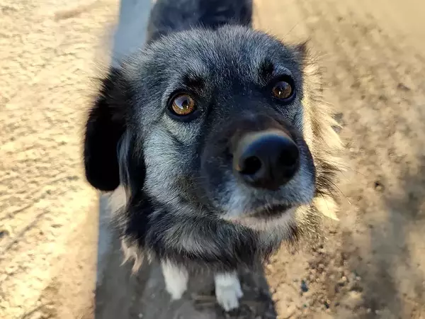 Обмислят създаването на зоополиция във Варна