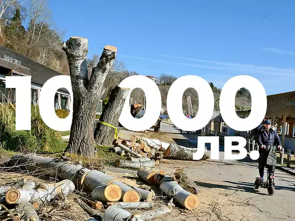 Глобиха с 10 000 лв. фирмата отрязала дървета на крайбрежната алея