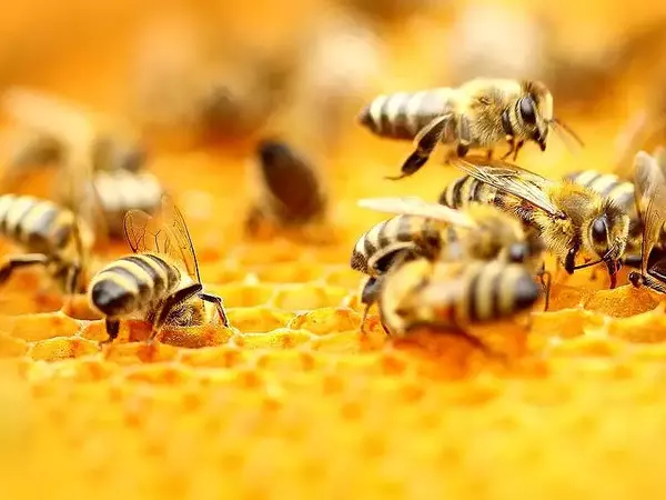По-малко мед е произведен в България през 2024-та