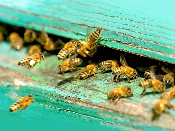 Отбелязваме Световния ден на пчеларя