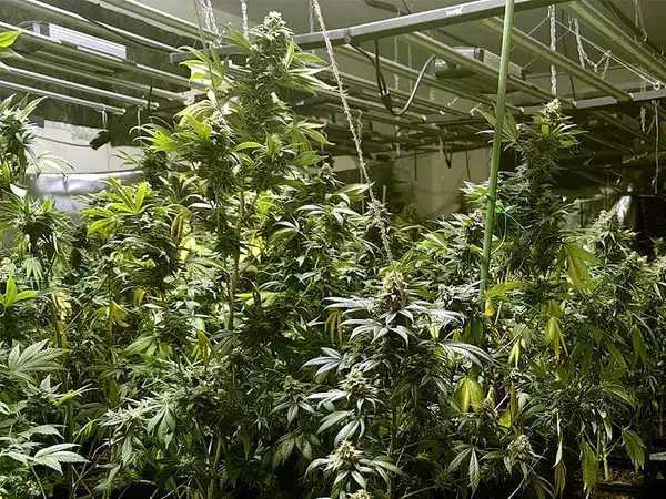 Разбиха наркооранжерия в курортен комплекс Чайка