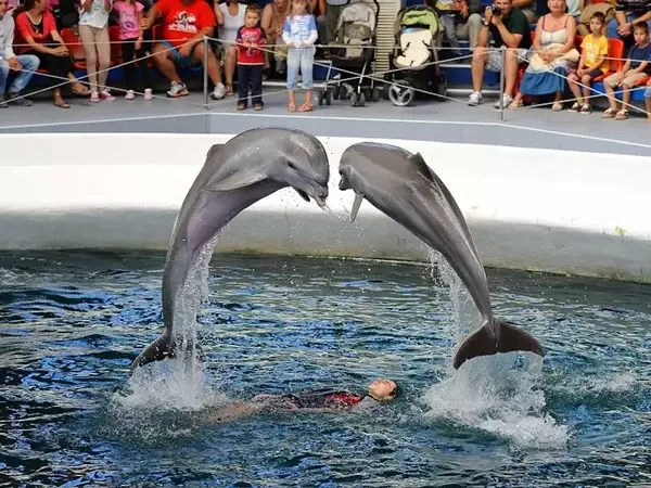 Варненският делфинариум кани децата на безплатни представления за Великден
