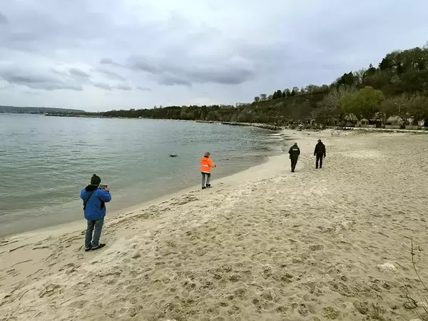 Почистиха замърсяването с нефтени продукти на Варненския плаж