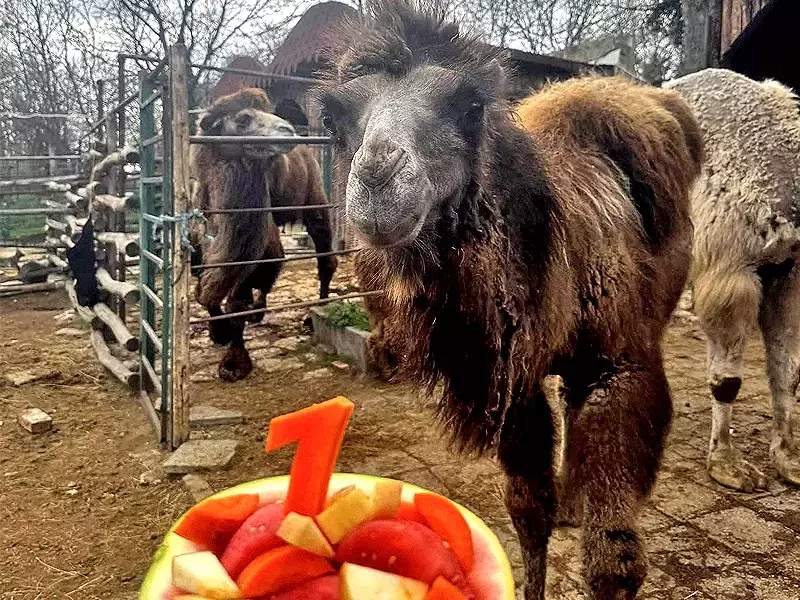 Калиопа празнува рожден ден