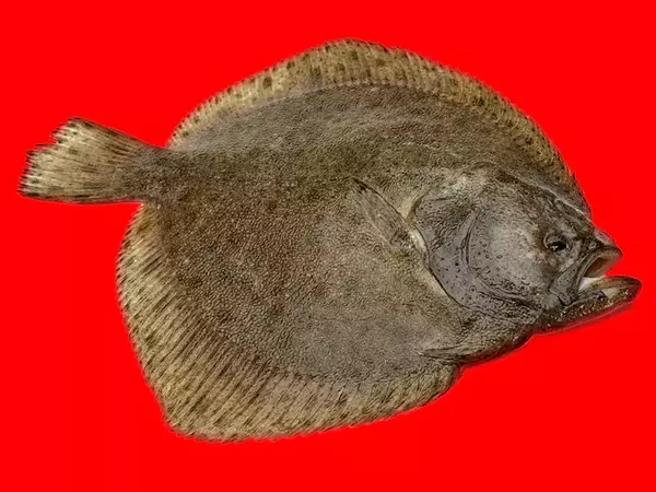 От 15 април е забранен уловът на калкан