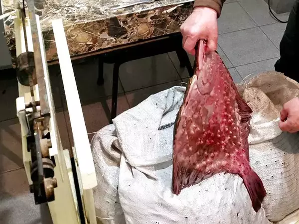 При проверка: Спипаха 100 кг калкан без документи