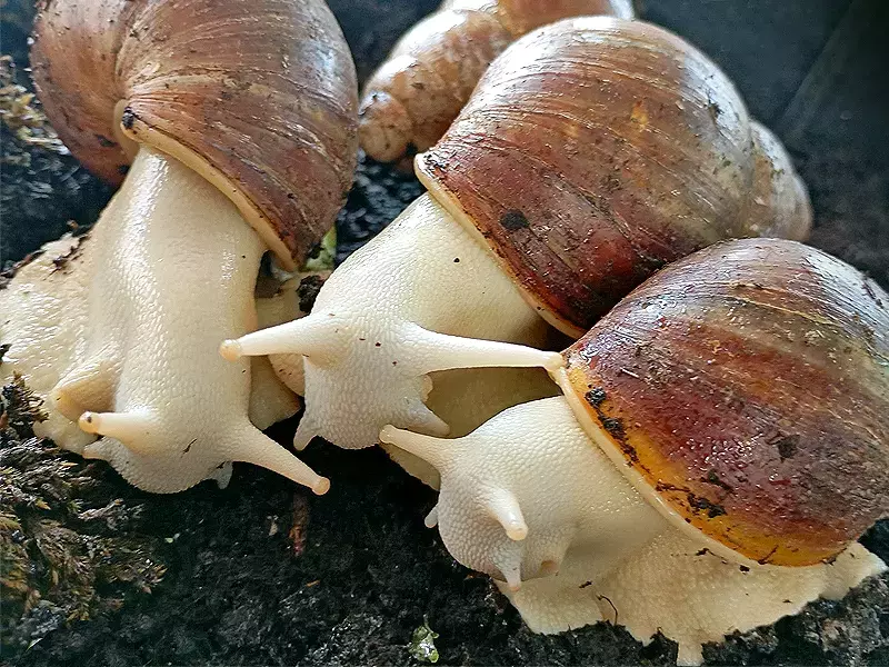 Гигантски африкански охлюви налазиха Варна