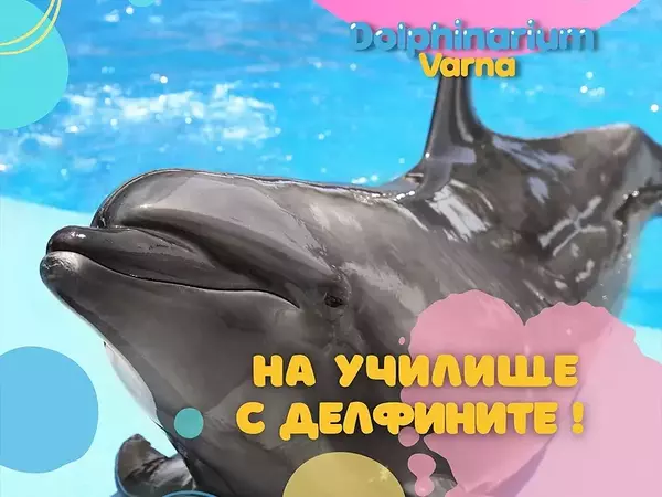 Варненският делфинариум със специална изненада за Първия учебен ден