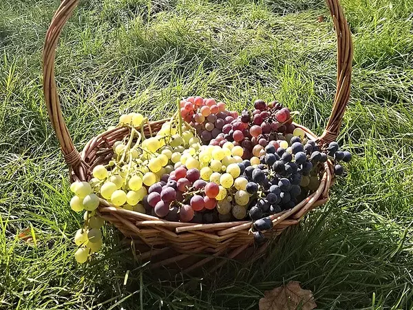 Гроздобер на местни и стари сортове лози извършиха във Варненския Екопарк