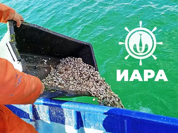 Нарушител със 117 кг бяла мида заловиха инспектори на ИАРА-Варна