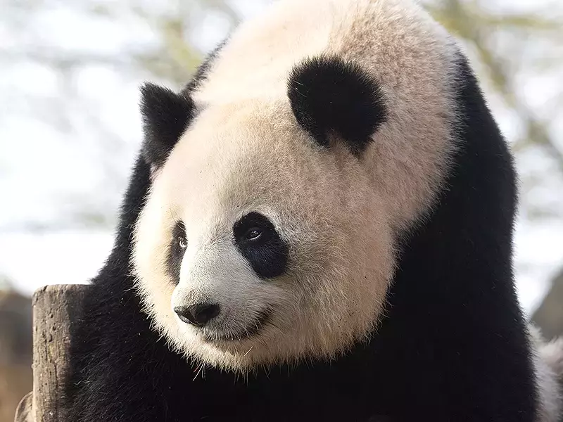 Пенсионират панди от френски зоопарк