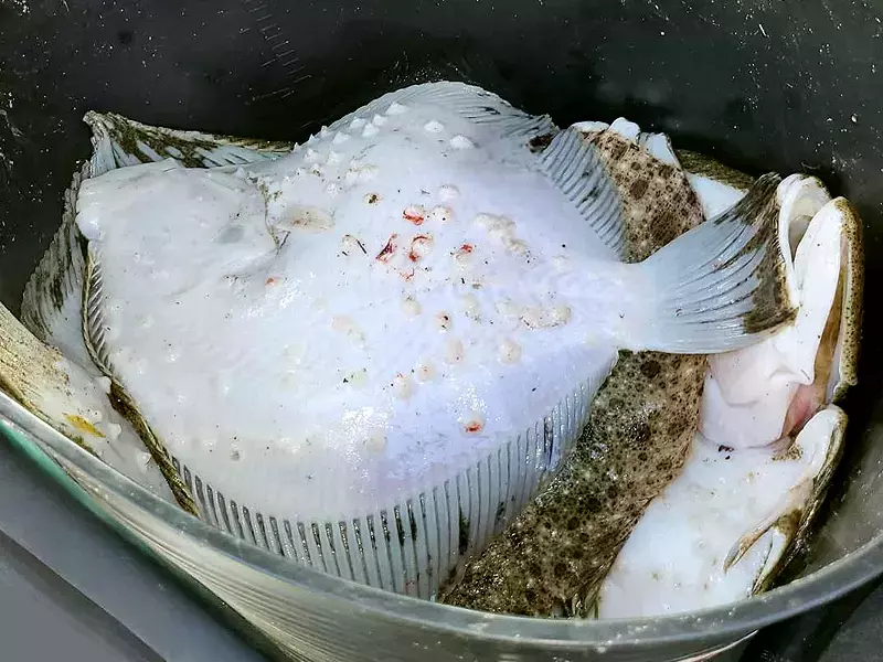 Нарушител с над 10 кг калкан спипаха край Каварна