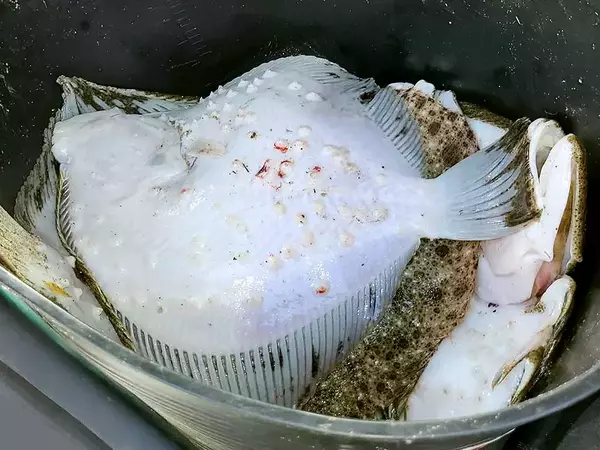 Нарушител с над 10 кг калкан спипаха край Каварна