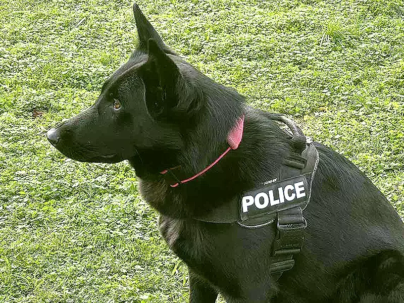 Полицейски кучета демонстрираха уменията си пред деца