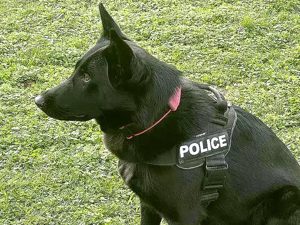 Полицейски кучета демонстрираха уменията си пред деца