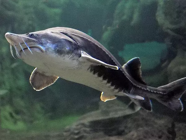 България въвежда постоянна забрана за улов на есетрови риби