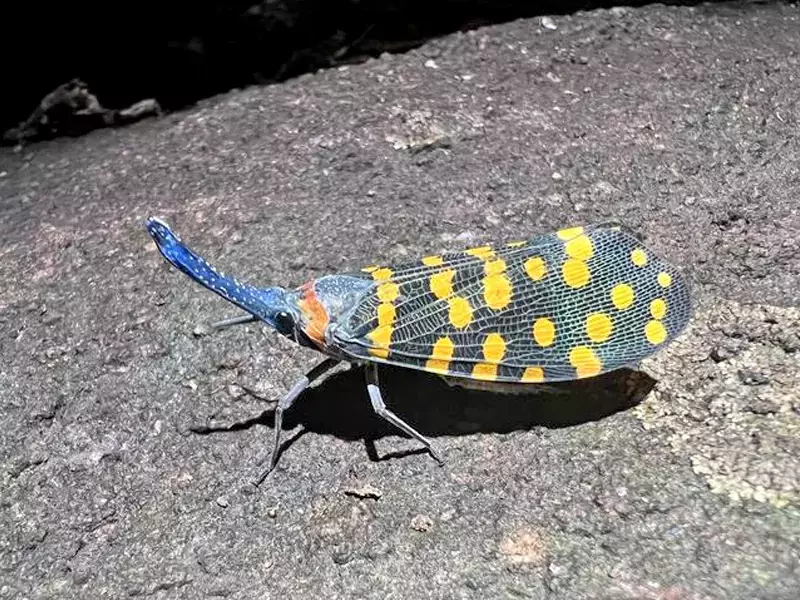 Всяка година: Учени откриват над 16 000 нови растителни и животински видове