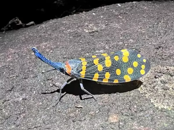 Всяка година: Учени откриват над 16 000 нови растителни и животински видове