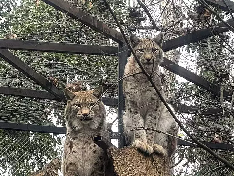 Севар и Вихра са Двойка на годината във Варненския зоопарк