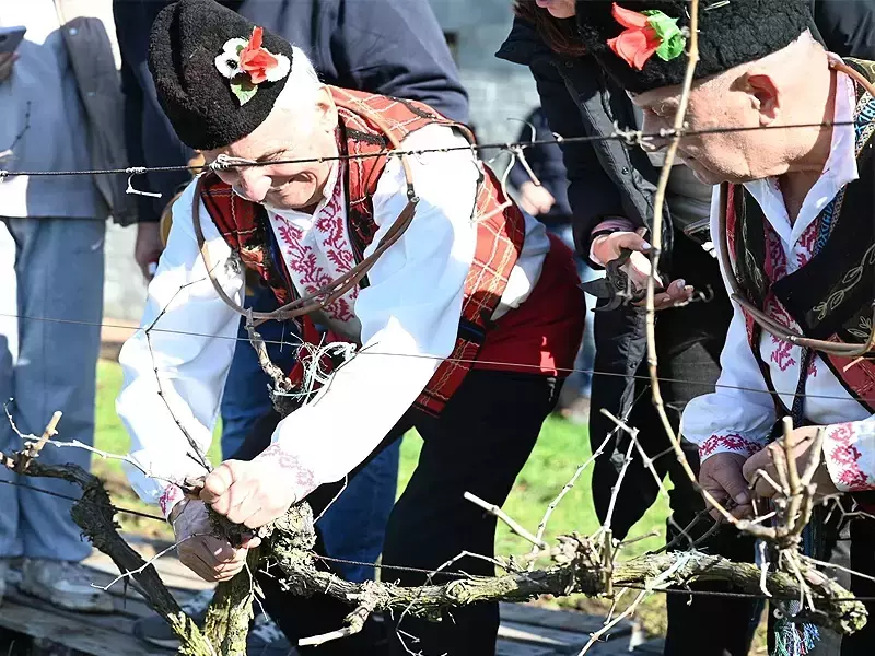 С конкурс за най-добро домашно вино в Девня отпразнуваха Трифон Зарезан