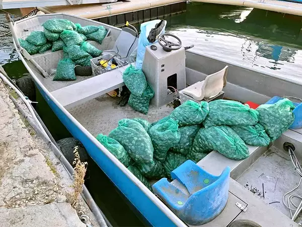 Над 640 кг. миди иззеха инспекторите на ИАРА - Варна