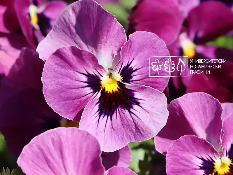 25 сорта теменужки цъфтят във Варненския Екопарк