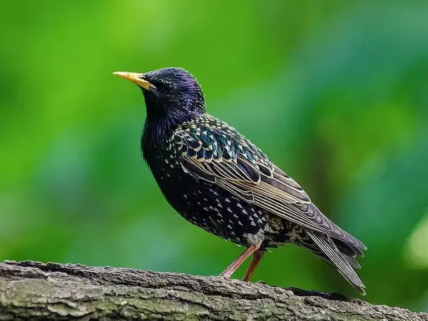 Честваме Международния ден на птиците