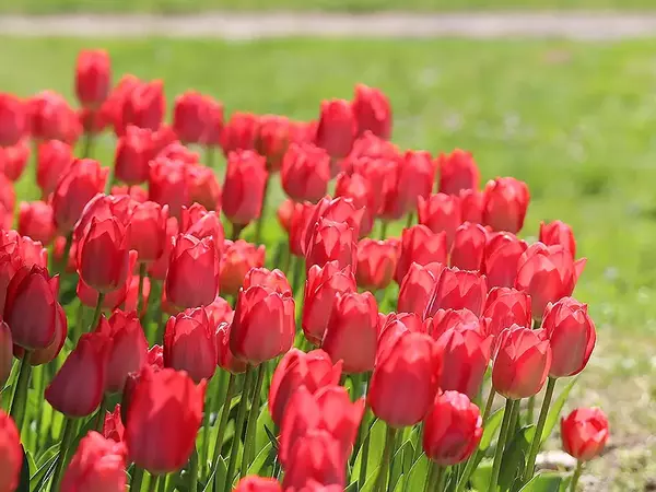 Нови сортове лалета представят във Варненския Екопарк
