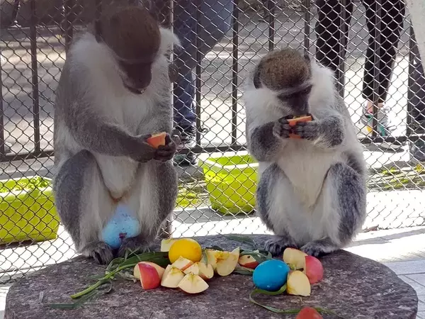 Зарадваха с Великденски яйца животните във Варненския зоопарк