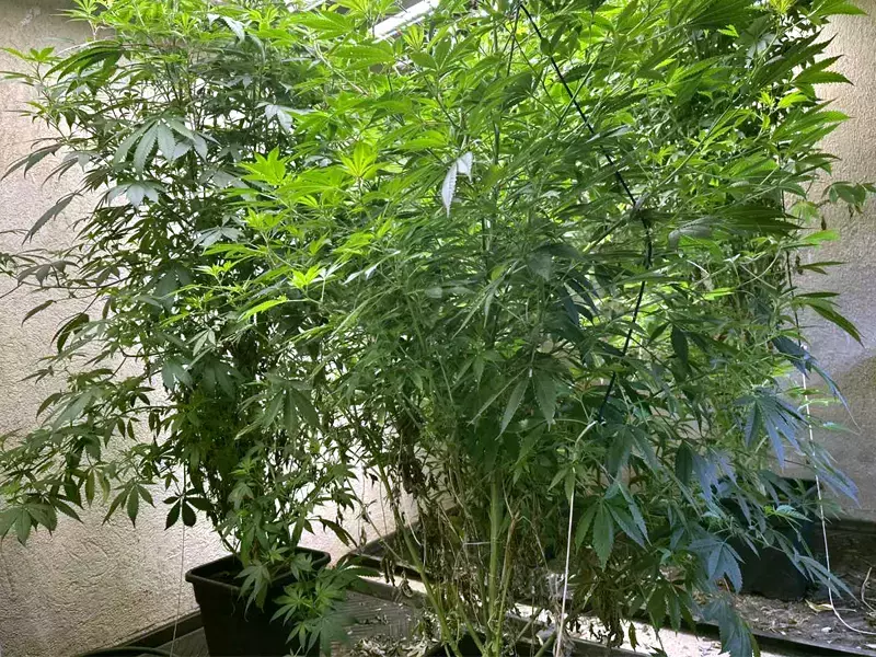 Варненски полицаи разкриха домашна оранжерия за марихуана