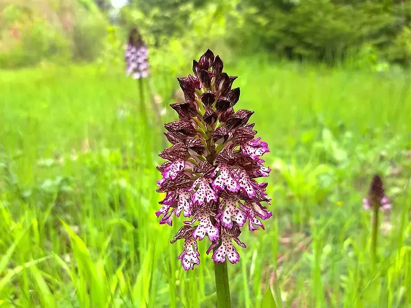 Диви орхидеи разцъфнаха във Варненския Екопарк